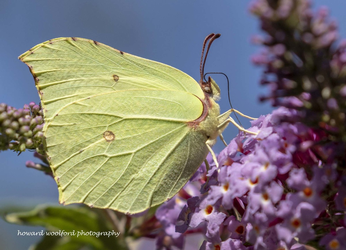 brimstone butterfly on buddleia bush